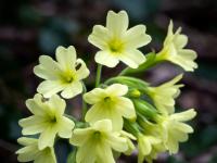 Schlüsselblumen Gruppe